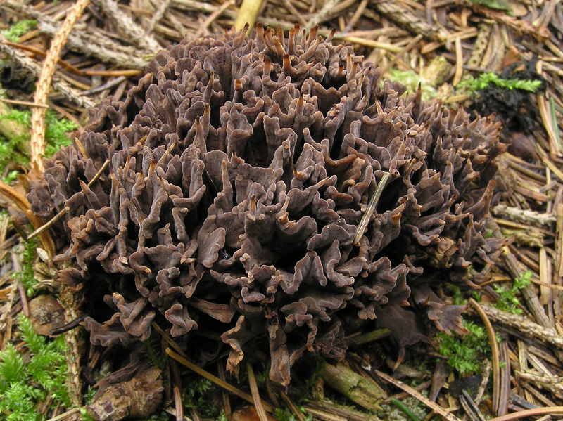 Thelephora palmata